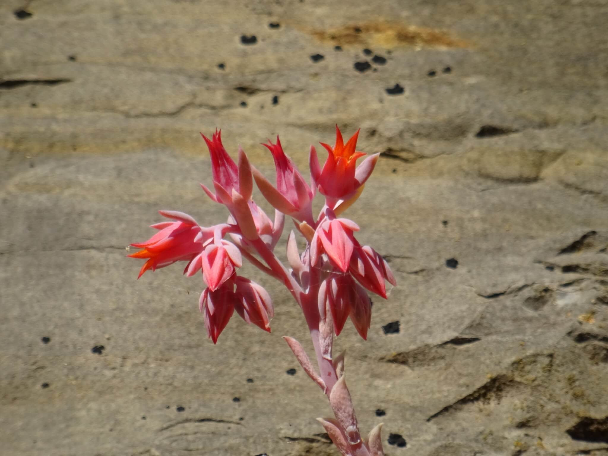 Echeveria runyonii 'Topsy turvy'